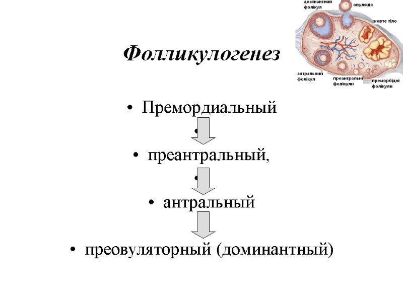 Фолликулогенез Премордиальный преантральный, антральный преовуляторный Фолликулогенез Премордиальный преантральный, антральный преовуляторный